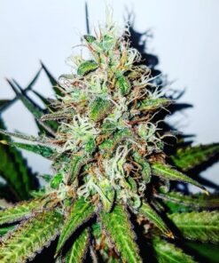 UK Cheese Seeds