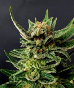 White Widow Seeds