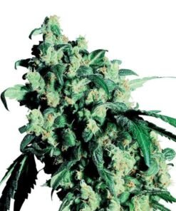 Lemon Drop Auto