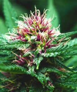 AK-48 Auto