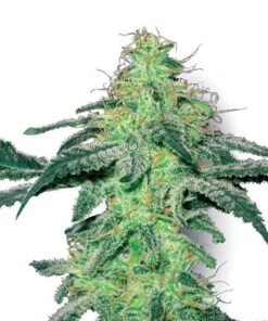 Big Bud Auto
