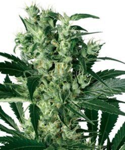 Blueberry Yum Yum Seeds