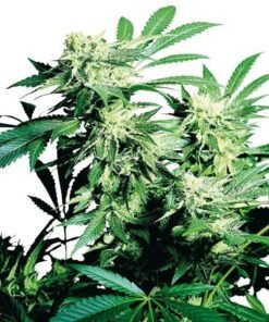 Cheese Quake Seeds