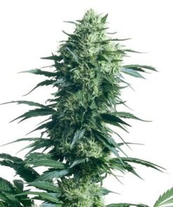 Chronic Auto