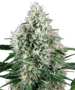 Fire OG Seeds