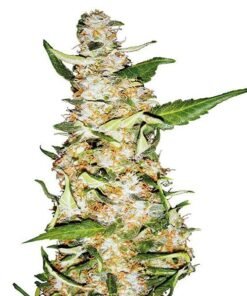 G13 Haze Seeds