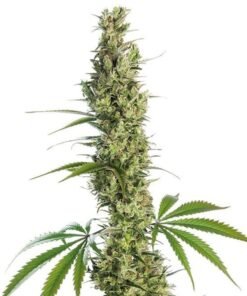 Honey Bananas Seeds