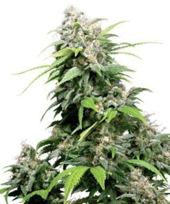 Lemon Skunk Auto