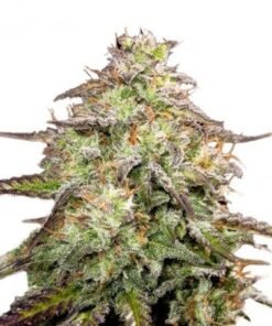 Yumboldt Auto