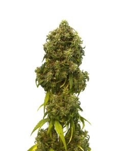 Zkittlez Seeds