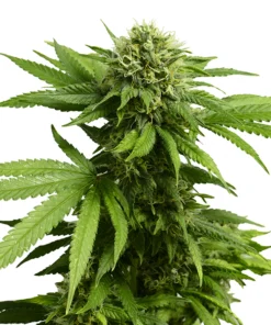 ACDC CBD Seeds