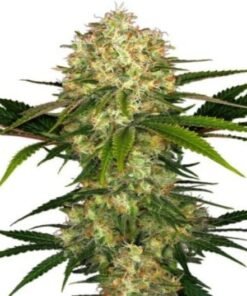 Blue Afghani Auto