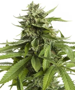 AK-47 Seeds