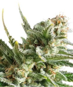 Amnesia Haze Seeds