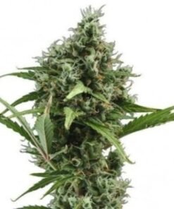 Jack Frost Seeds