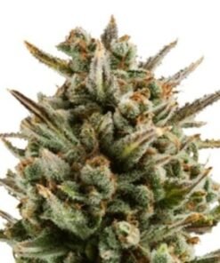 Mango Haze Auto