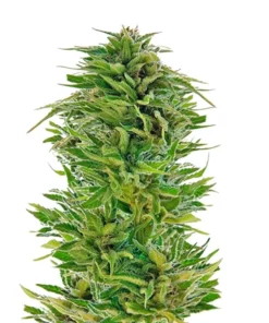 Amnesia Lemon Seeds