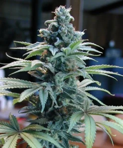 Blue Cheese Seeds