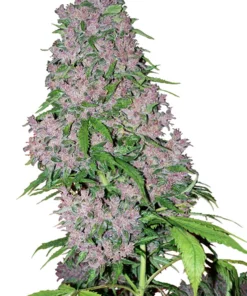 Blueberry CBD Seeds