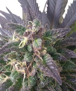 Blue Dream Seeds