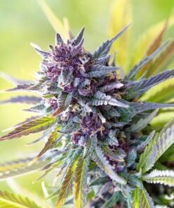 Bubblegum Kush Auto
