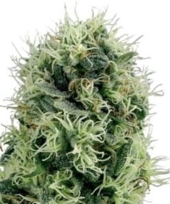 Black Cherry OG Auto