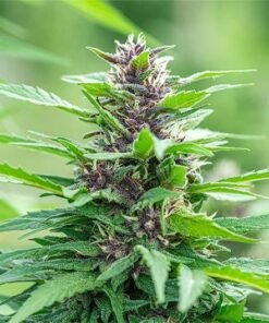 Neptune OG Seeds