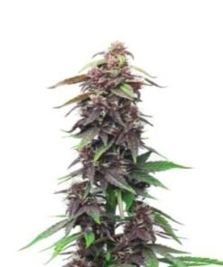 Blue Haze Seeds