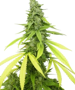 Mag Landrace Auto
