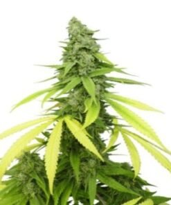 Jack Flash Auto