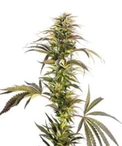 Pine Tar Kush Auto
