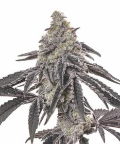 Blue Cinex Auto