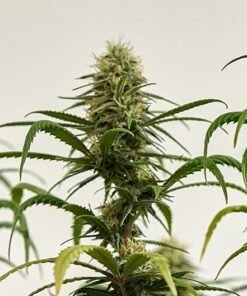Bio Jesus Seeds