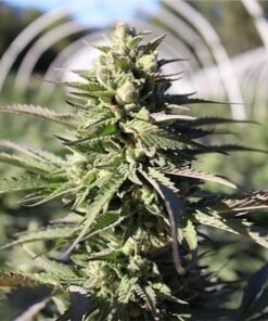 Black Cherry Gelato Seeds