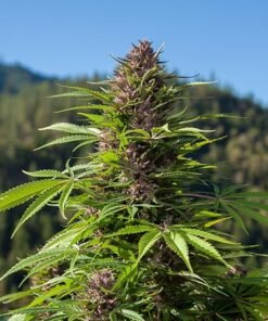 Black Cherry Punch Seeds