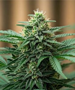 Black Runtz Seeds