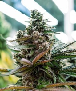 Blue Dream Haze Seeds