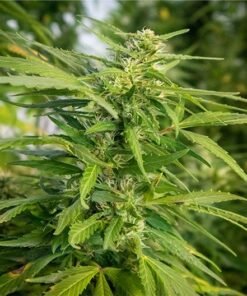 Blue Frost Seeds
