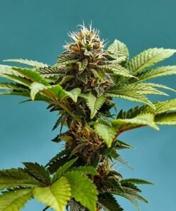 Blue Gushers Seeds