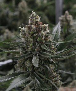 Blue Jay Way CBD Seeds