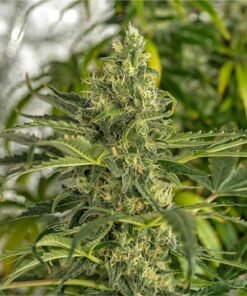 Blue Moonshine Seeds