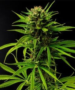 Blue Waffles Seeds