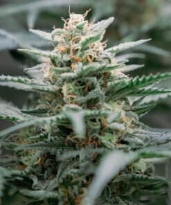 Blue Zushi Seeds