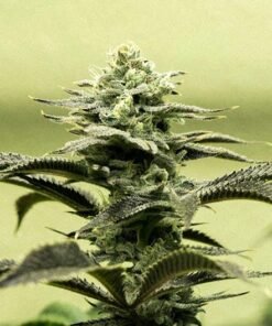 Cap Junky Seeds