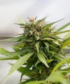 Chocolate Diesel Seeds