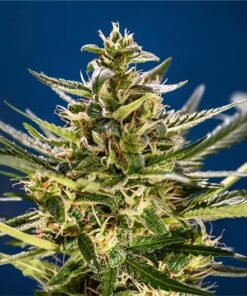 Dante’s Inferno Seeds