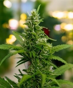 Dolato Seeds