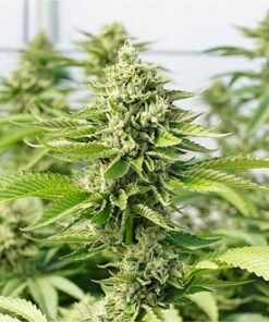 Dr Grinspoon Seeds