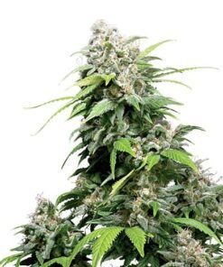 El Chapo OG Seeds