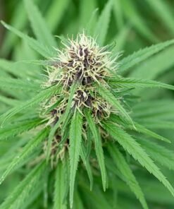 El Jefe Seeds